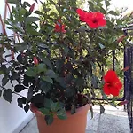 Apartament Smaragdi And