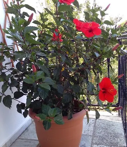 Apartman Smaragdi And